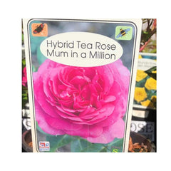 Trowell Garden Centre Roses Mum in a Million Gift Roses