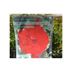 Trowell Garden Centre Roses Special Grandad Gift Roses