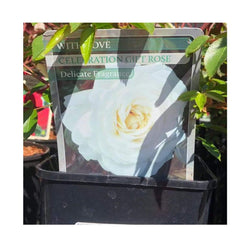 Trowell Garden Centre Roses With Love Gift Roses