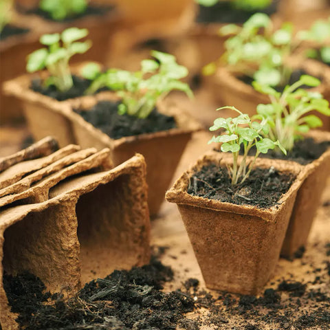 Westland Horticulture Fibre Pots Gro-Sure Fibre Pots Square 6cm Pack of 80