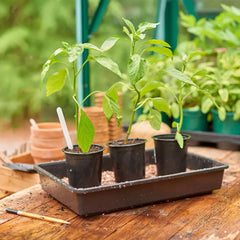 Gardman Seed Trays Gro sure Standard Seed Tray - Rigid Single