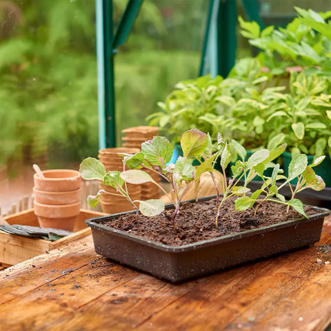 Gardman Seed Trays Gro sure Standard Seed Tray - Rigid Single