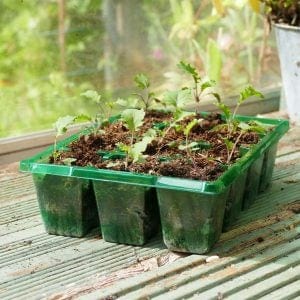 Trowell Garden Centre Gro-Sure Visiroot 12 Cell Tray 8 pack