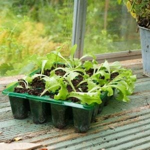 Trowell Garden Centre Gro-Sure Visiroot 20 Cell Tray 8 pack