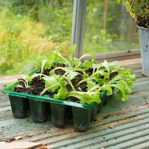 Westland Horticulture Seed Cells Gro-Sure Visiroot 20 Cell Tray 8 pack