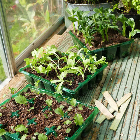 Westland Horticulture Seed Cells Gro-Sure Visiroot 20 Cell Tray 8 pack