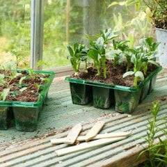 Trowell Garden Centre Gro-Sure Visiroot 9 Cell Tray pack of 8