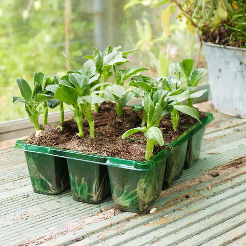 Westland Horticulture Seed Cells Gro-Sure Visiroot 9 Cell Tray pack of 8