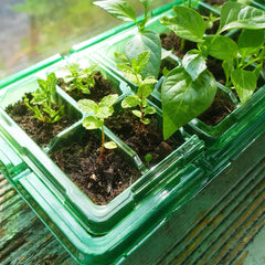 Westland Horticulture Windowsill Propagator Gro-Sure Visiroot Windowsill Propagator Set