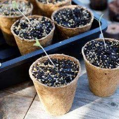 Gardman Fibre Pots Grow It Fibre Pots Round 8cm Pack of 48