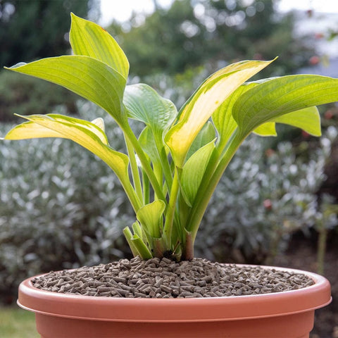 Growing Success Slug Control Growing Success Organic Slug Stop Barrier Pellets Tub