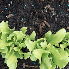Growing Success Slug Control Growing Success Slug Killer Advanced 500g + 15% Free