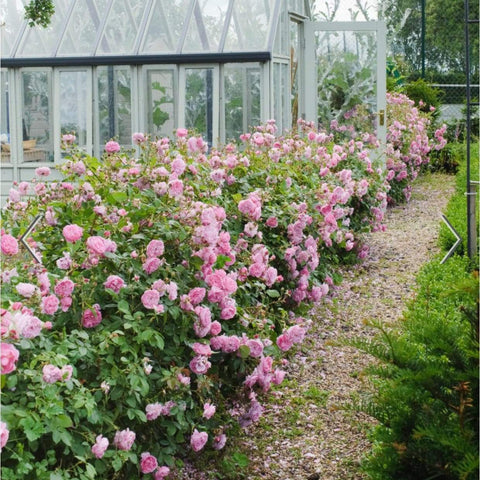 David Austin Roses Harlow Carr