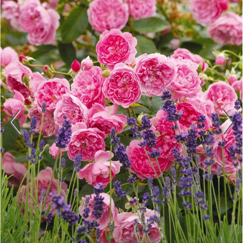 David Austin Roses Harlow Carr