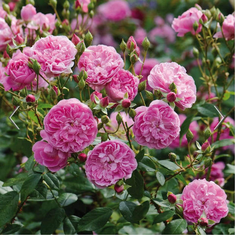 David Austin Roses Harlow Carr