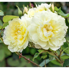 David Austin Roses Imogen