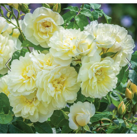 David Austin Roses Imogen