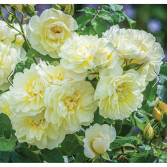David Austin Roses Imogen