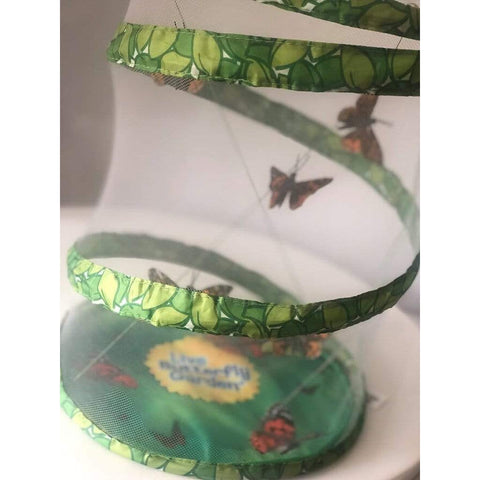 Insect Lore Eductional toys Insect Lore Giant Butterfly Garden