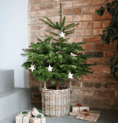 Ivyline Christmas Tree Basket Ivyline Rattan Christmas Tree Basket