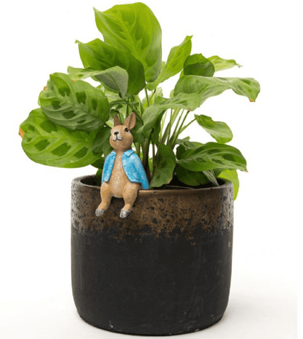 Jardinopia Gift Ware Jardinopia Beatrix Potter Peter Rabbit Plant Pot Hanger
