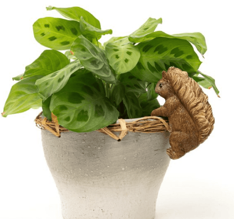 Trowell Garden Centre Jardinopia Beatrix Potter Squirrel Nutkin Pot Buddy Plant Pot Hanger
