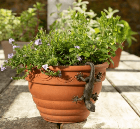 Jardinopia Gift Ware Jardinopia Gecko Pot Buddy Plant Pot Hanger