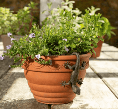 Jardinopia Gift Ware Jardinopia Gecko Pot Buddy Plant Pot Hanger
