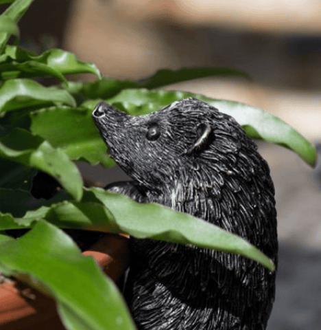 Jardinopia Gift Ware Jardinopia Hedgehog Pot Buddy Plant Pot Hanger