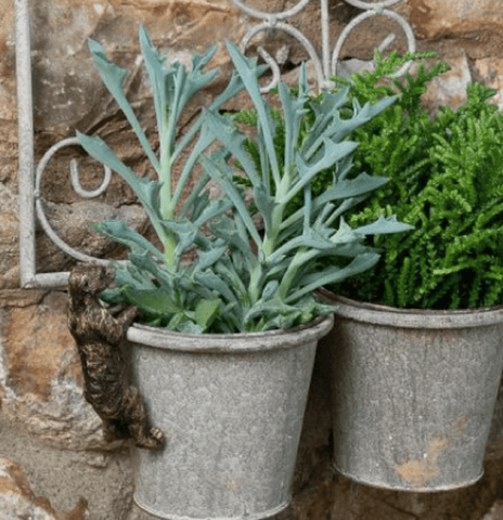 Jardinopia Gift Ware Jardinopia Meerkat Pot Buddy Plant Pot Hanger