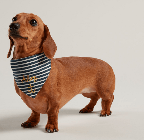 Joules Pet Accessories Joules Ahoy There Bandana Dog Collar