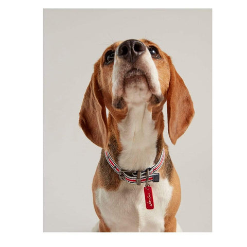 Joules Dog Collars & Leads Joules Red Striped Dog Collar