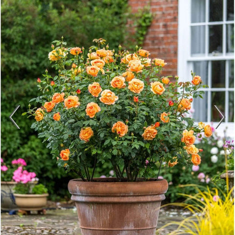 David Austin Roses Lady of Shalott