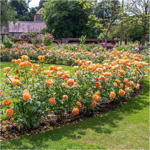 David Austin Roses Lady of Shalott