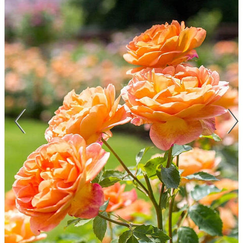 David Austin Roses Lady of Shalott