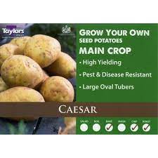 Taylors Seed Potatoes Main Crop Caesar Seed Potatoes 10 tubers