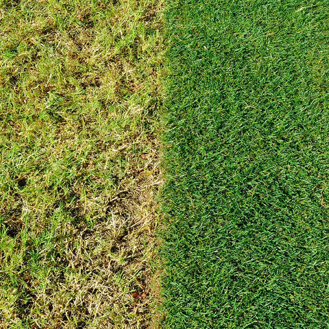 Evergreen Garden Care Lawn Feed & Weed Miracle-Gro EverGreen Complete 4 in 1 360sqm