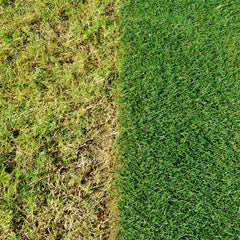 Evergreen Garden Care Lawn Feed & Weed Miracle-Gro EverGreen Complete 4 in 1 360sqm