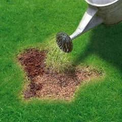 Evergreen Garden Care Lawn Seed Miracle-Gro Patch Magic Grass Seed, Feed & Coir