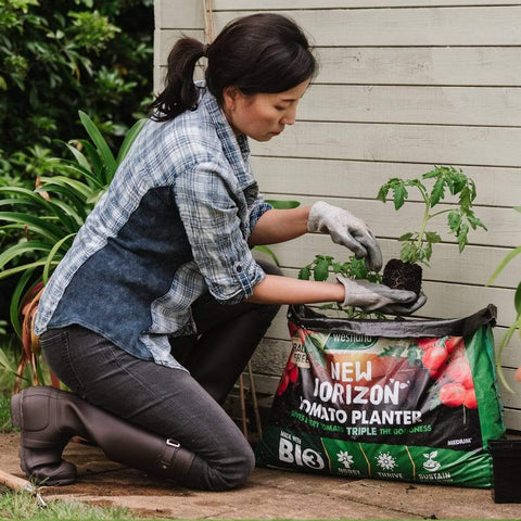 Westland Horticulture Compost New Horizon Tomato Planter