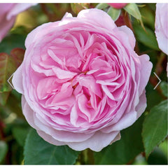 David Austin Roses Olivia Rose Austin