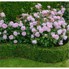 David Austin Roses Olivia Rose Austin