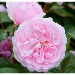 David Austin Roses Olivia Rose Austin