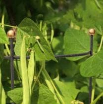 Panacea Garden Arches, Trellises, Arbors & Pergolas Panacea Half Round Vegetable Trellis Large