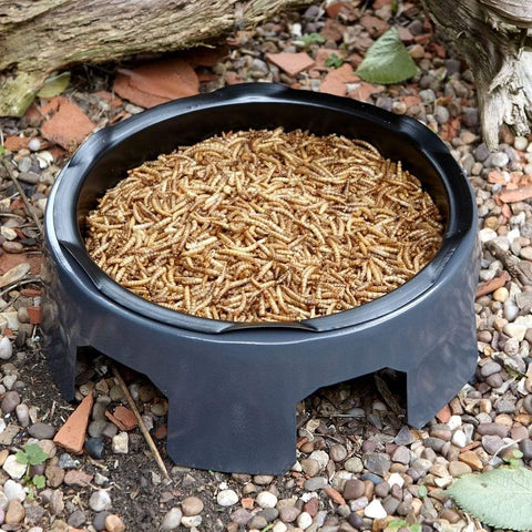 Peckish Mealworm Peckish Mealworms