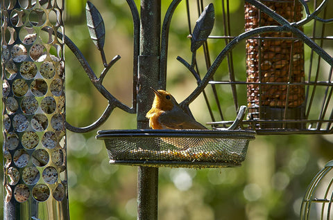 Secret Garden Bird Feeding Stations & Poles Peckish Secret Garden Dining Station