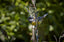 Secret Garden Bird Feeding Stations & Poles Peckish Secret Garden Dining Station