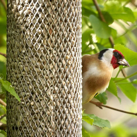 Peckish Sunflower Hearts Peckish Sunflower Hearts - 1kg, 2kg & 12.75kg
