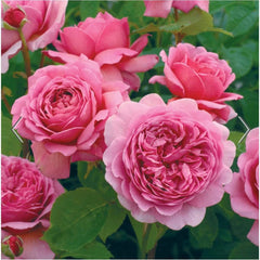 David Austin Roses Princess Alexandra of Kent