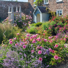 David Austin Roses Princess Alexandra of Kent